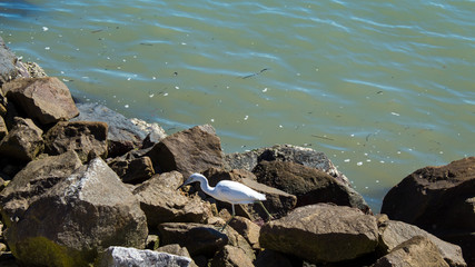 garça branca caçando nas rochas da beira mar norte em Florianópolis