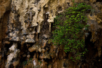 Stalactite from a small cave near the 12 apostles, Victoria Australia.