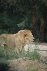 portrait de lion
