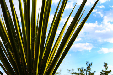 Yucca Cactus Desert Plant