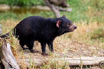 tasmanian devil in a wildlife park on Philips Island, Victoria Australia