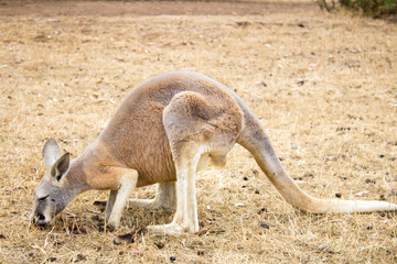 Naklejka na ściany i meble A small brown kangaroo on Phillips Island, Victoria, Australia.