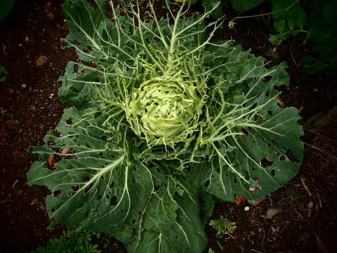 398 最適な 虫食いキャベツ 画像 ストック写真 ベクター Adobe Stock 398 最適な 虫食いキャベツ 画像 ストック写真 ベクター Adobe Stock
