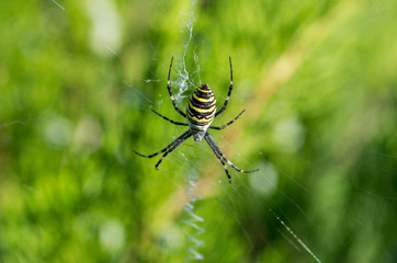 Poisonous spider Argiope bruennichi (wasp spider).