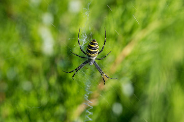 Poisonous spider Argiope bruennichi (wasp spider).