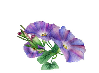 Watercolor with a flowering branch ipomoea close-up. Beautiful purple and  lilac flowers of morning glory. Illustration executed in traditional сhinese style, isolated on white background.