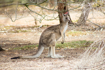 A wild grey Kangaroo from a mob near the You Yangs in Victoria, Australia. 