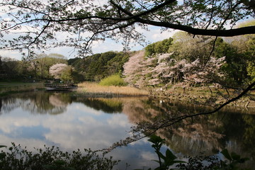Fototapeta na wymiar 湖面に映る桜の花　大和市　泉の森