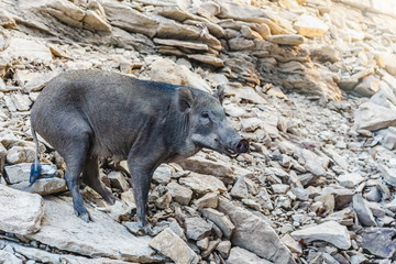 A wild boar on the rock in the mountain of Thailand