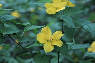 Fototapeta premium 野いちごの花