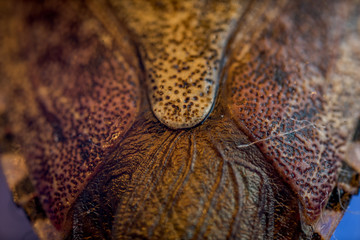 stink bug macro close up