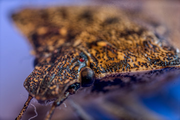 stink bug macro close up