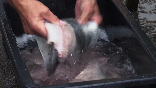 Cleaning up pollock fillets laying in a fish tub.