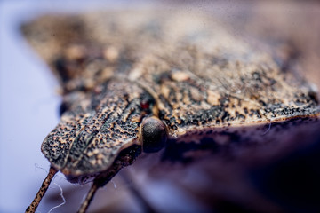 stink bug macro close up