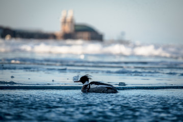 bird on frozen water