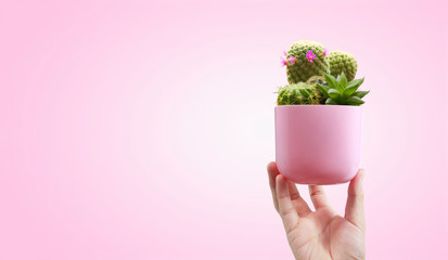  Human hands holding plant cactus sprout