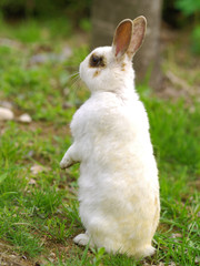 동물.토끼. 정원. 공원. 