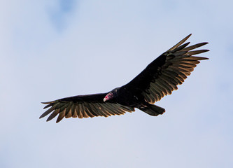 Turkey vulture flying in sky