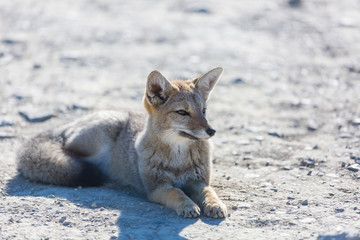 Fox in Patagonia