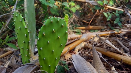 Opuntia galapageia cactus with green fleshy stem and white needles