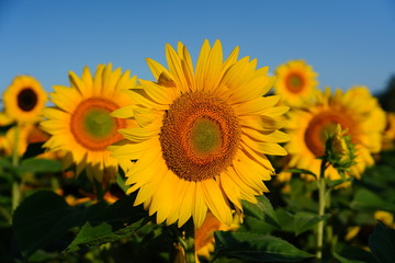 Fototapeta premium Beautiful Field of Sunflowers on a Summer Morning 
