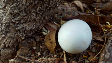 Chicken eggs outside the cage