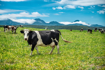 Fototapeta na wymiar Cows graze in a meadow, mountains can be seen in the distance
