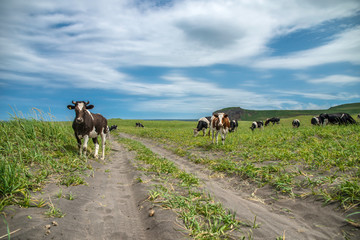 Cows graze in a meadow, mountains can be seen in the distance