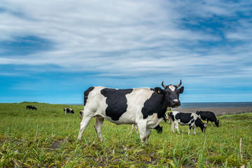 Cows graze in a meadow, mountains can be seen in the distance