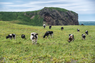 Cows graze in a meadow, mountains can be seen in the distance