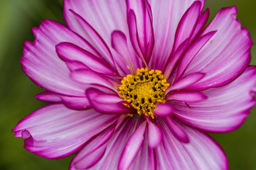 Obraz premium close up of a beautiful blooming flower with dense pink petals