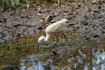  Ardea Alba Looking Food on the Lake.