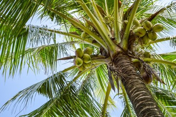 coconut tree in nature garden