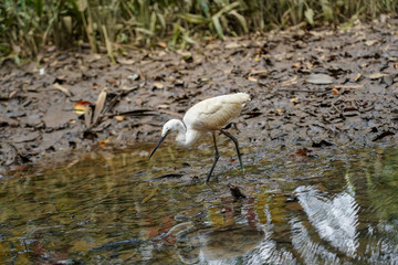  Ardea Alba Looking Food on the Lake.