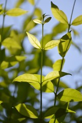 close up Wrightia religiosa tree in nature garden