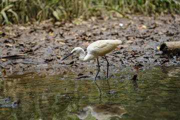  Ardea Alba Looking Food on the Lake.
