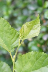 fresh green Morus alba leaves in nature garden