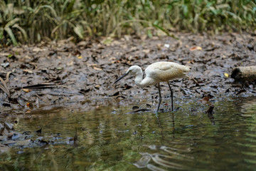  Ardea Alba Looking Food on the Lake.