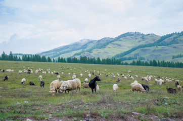 Obraz premium Herd of rams to pass in the mountains of Altai Russia