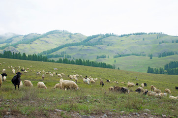Fototapeta na wymiar Herd of rams to pass in the mountains of Altai Russia