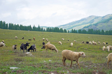 Naklejka na ściany i meble Herd of rams to pass in the mountains of Altai Russia