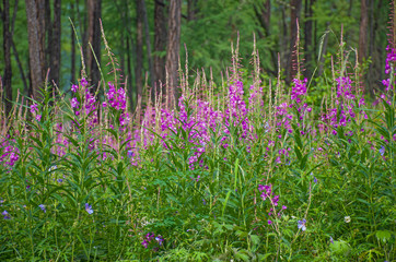 Taiga with medicinal plant willow-herb in Russia 