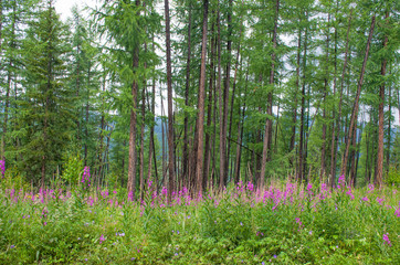 Taiga with medicinal plant willow-herb in Russia 
