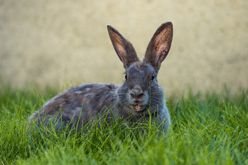 cute grey rabbit laying on green grassy field facing your way with its mouth open.