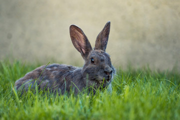 cute grey rabbit laying on grass field with a piece of grass in its mouth
