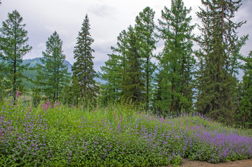 Fototapeta premium Taiga with medicinal plant willow-herb in Russia 