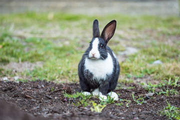 cute black rabbit with white hair on the nose, chest and paw sitting on the dirt near the grass field