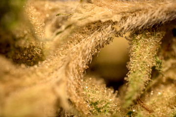 marijuana macro close up 