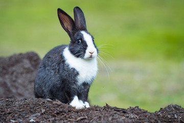 cute black bunny with white hair on nose, chest and paws sitting on a pile of dirt with blurry green background staring at  you