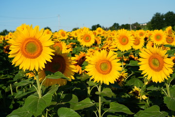 Obraz premium Beautiful Field of Sunflowers on a Summer Morning 